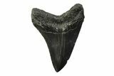 Fossil Megalodon Tooth - South Carolina #341392-1